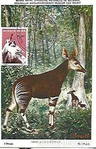 Postales: Belgica & Maxmai, Museo Real de Ciencias Naturales, Okapi, Okapia johnstoni, Antuerpia 1961 (68